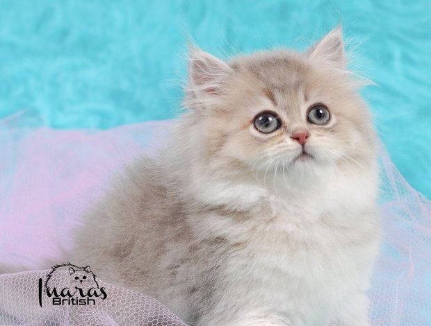 British Shorthair British Longhair and Shorthair kittens