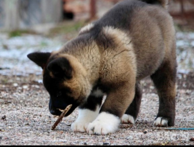 American Akita American akita