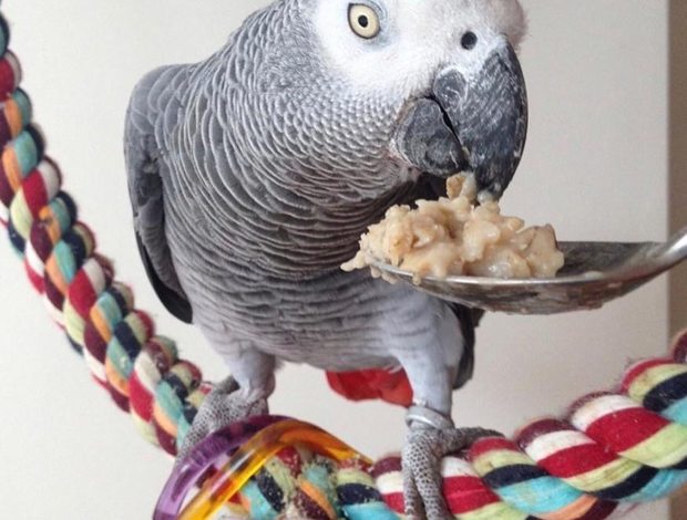 African Grey Parrot Bonded African Grey Parrots Pair