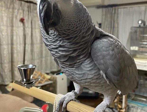 African Grey Parrot Hand Reared African Greys Available