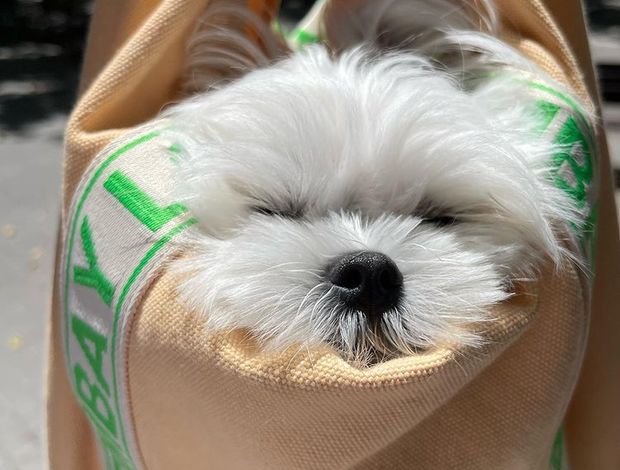 Maltese Maltese Puppies for sale