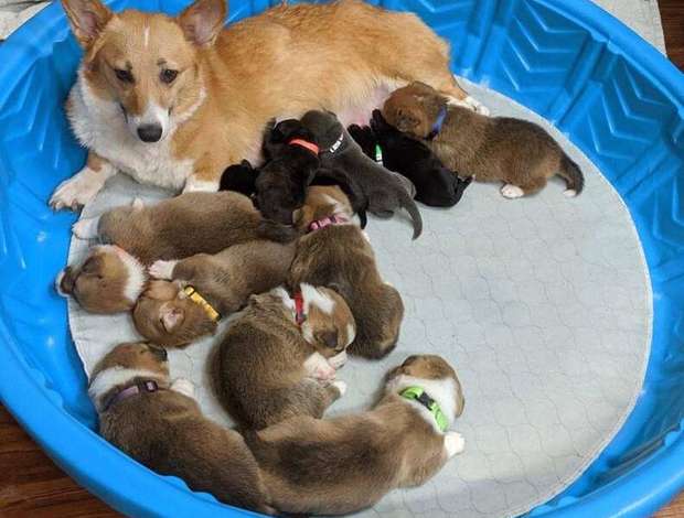 Welsh Corgi, Pembroke Corgi Puppies for sale