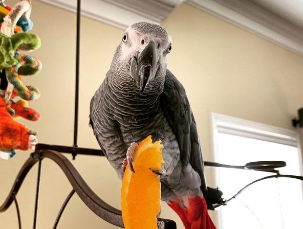 African Grey Parrot Two African Grey parrots Available Now