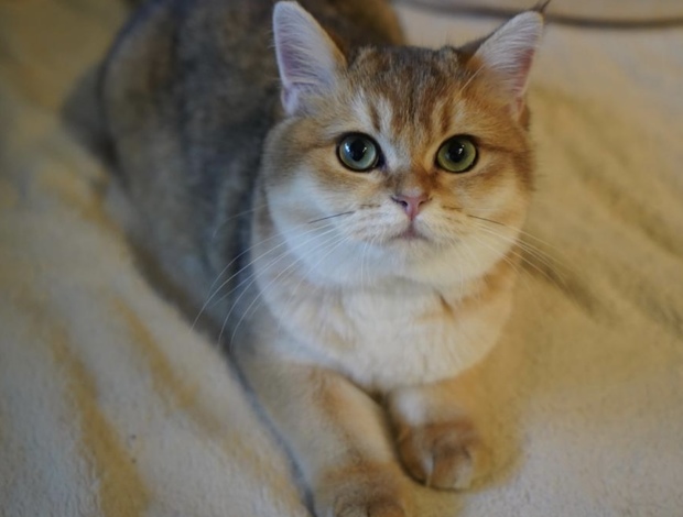 British Shorthair Britishgoldenkingcats