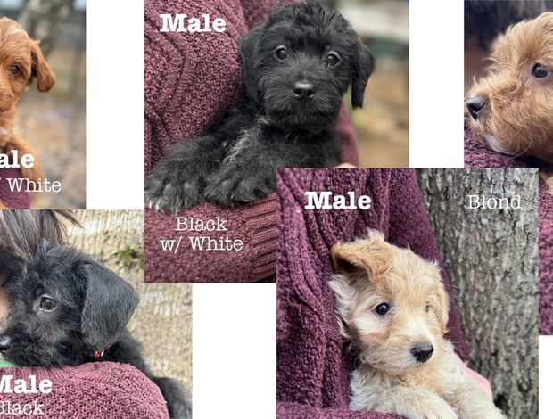 Poodle Adorable Rat Toodle Puppies!