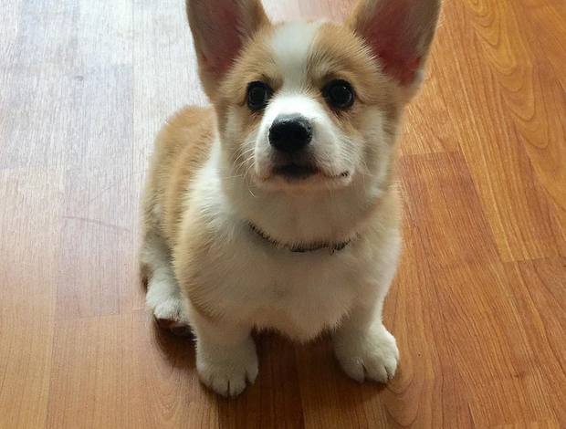 Welsh Corgi, Pembroke Corgi puppies
