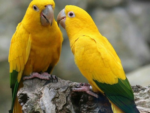 Conure Golden Conure