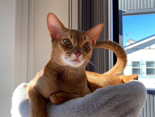Abyssinian Abyssinian Cat For Sale