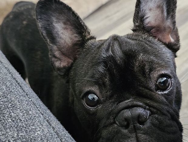 French Bulldog Friendly French Bulldog (Male)