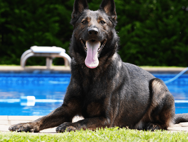 German Shepherd Dog Available Protection Dog for Sale