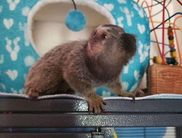 Marmoset monkey Male and Female Baby Marmoset Monkeys