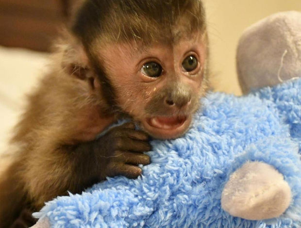 Capuchin, Beautiful Capuchin Monkey., Exotic animals, for Sale, Price