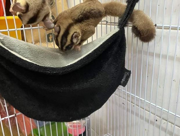 Sugar glider Adorable sugar gliders looking for a lovely home.