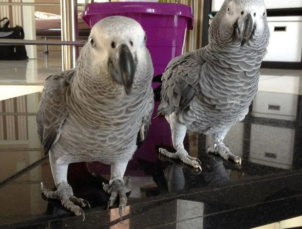 African Grey Parrot African Gray Timneh Parrots for sale