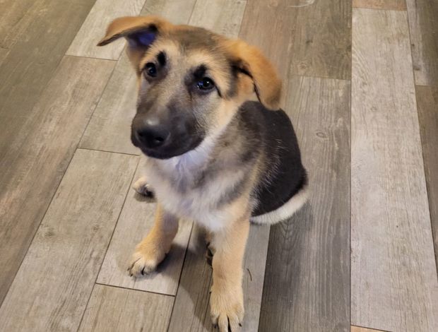 German Shepherd Dog German shepherds