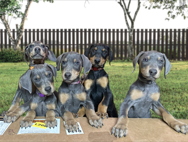 Doberman Pinscher AKC Doberman Puppies
