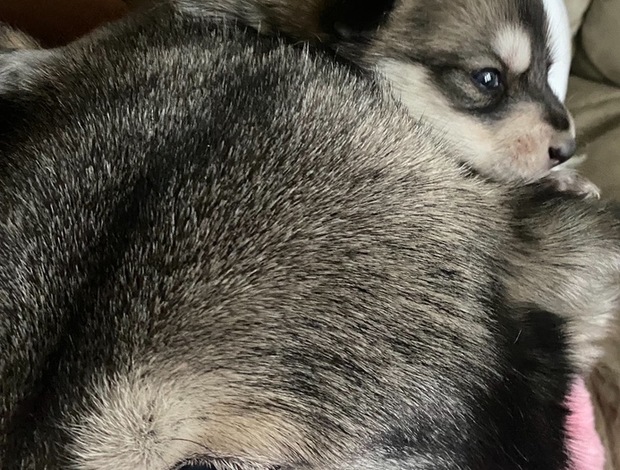 Wolfdogs Wolf Hybrid Pups