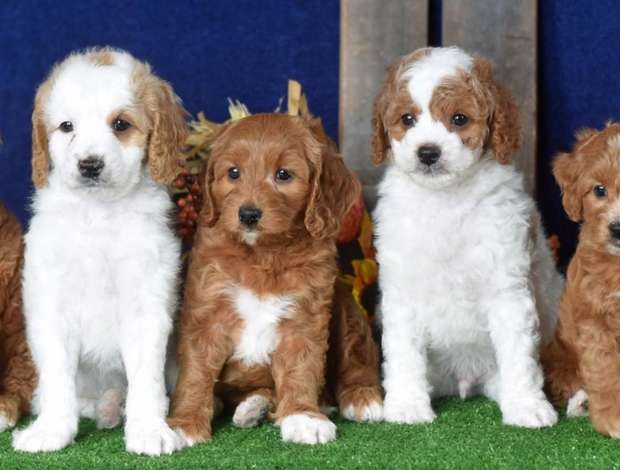 Other Rockefeller Doodles