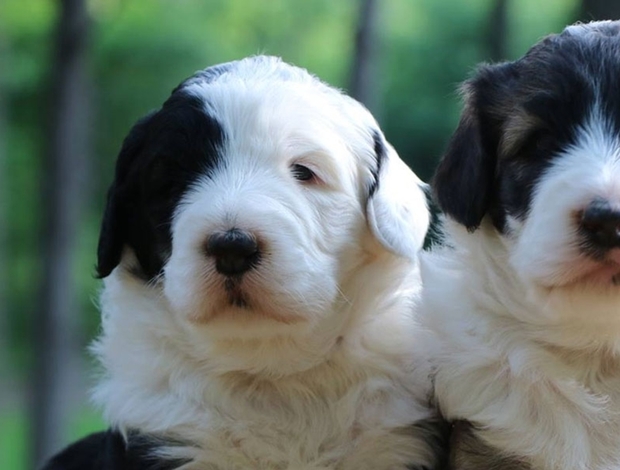 Other ValleyView Sheepadoodles