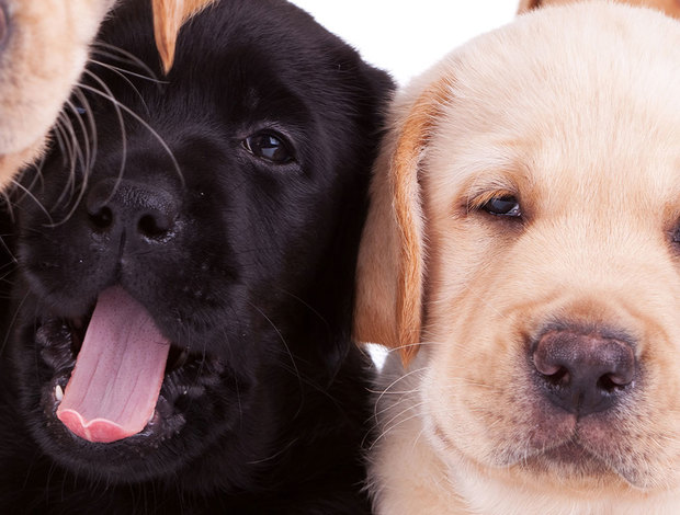 Bernese Mountain Dog J & B Doodles