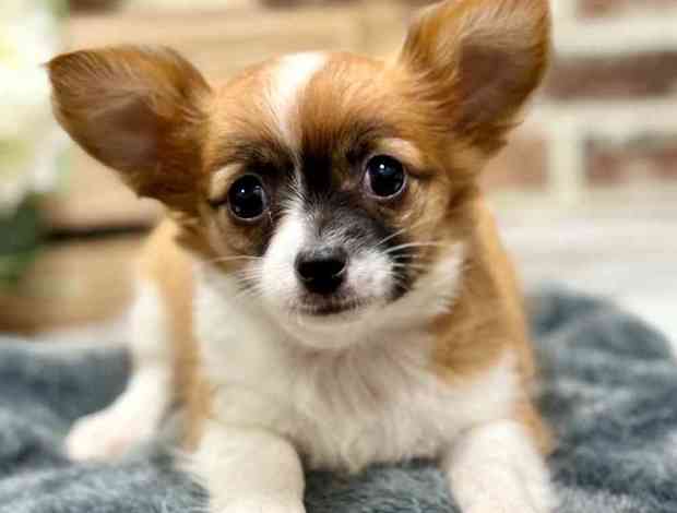 Chihuahua Chihuahua - Shake A Paw