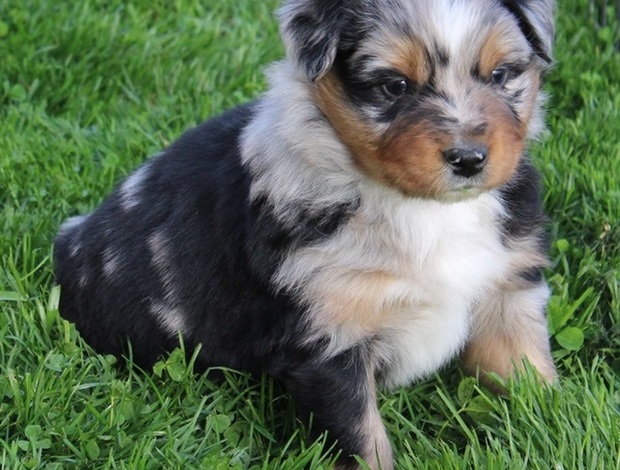 Australian Shepherd AKC & ASCA Australian Shepherd puppies! parents health tested