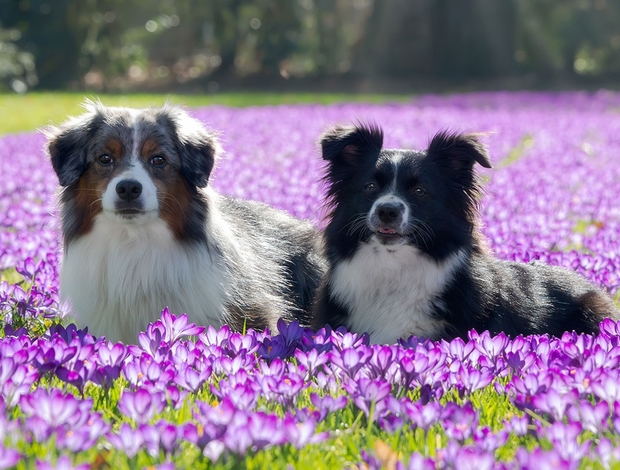 Australian Shepherd Buckwheat Valley Ranch