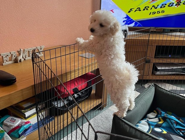 Bichon Frise Bichons Frise Puppies for Re-homing