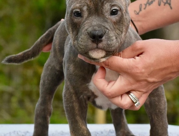American Bulldog American Bully Puppies for Sale at Americanbullyfarm