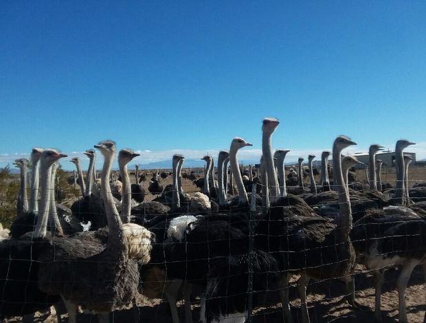 Other exotic animals Ostrich