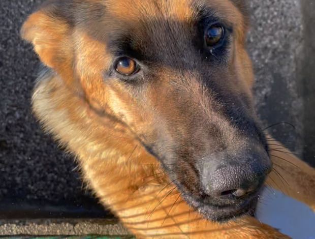 Old German Shepherd Dog L'ALLEVAMENTO DI EVELINO