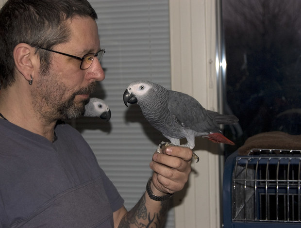 African Grey Parrot Adorable Tamed Congo African Grey Parrots