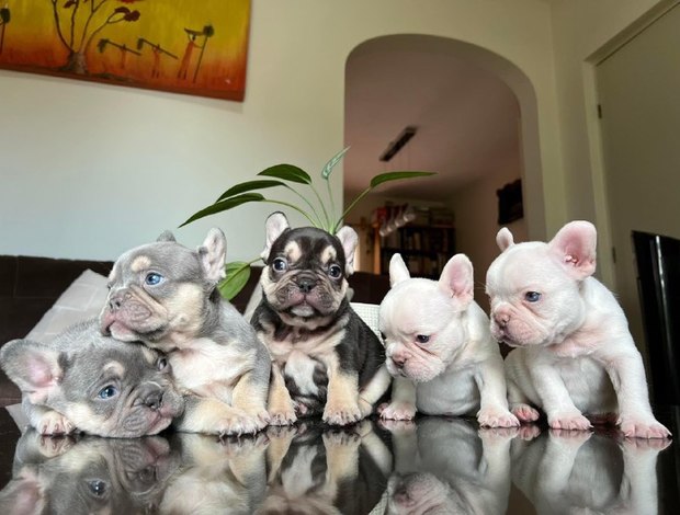 French Bulldog French Bulldog