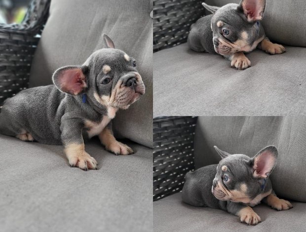 French Bulldog French Bulldog 1