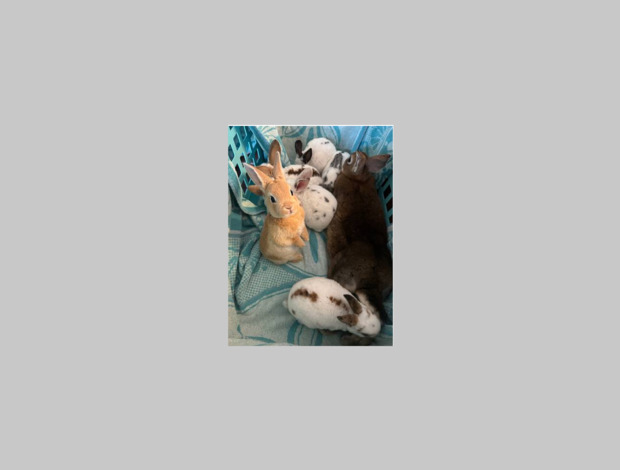 Other farm animals Mini Rex Rabbit