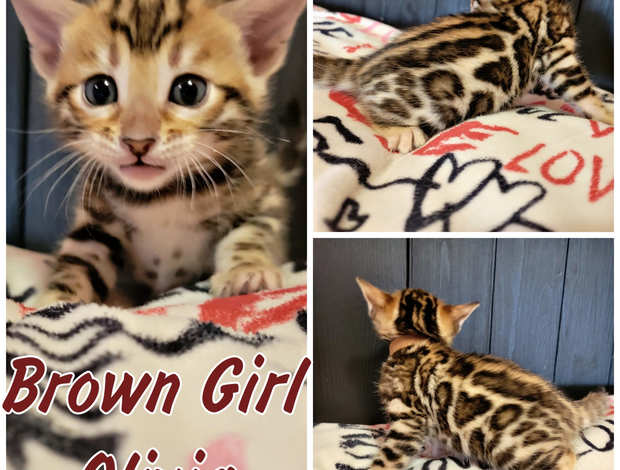 Bengal Bengal babies from Jungle Kitten