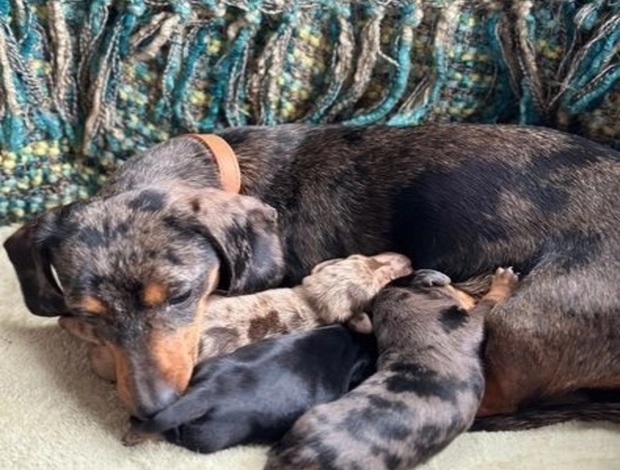 Dachshund Miniature Dachshund