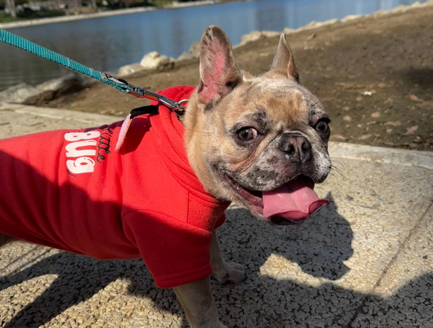 French Bulldog 7-month old Frenchie