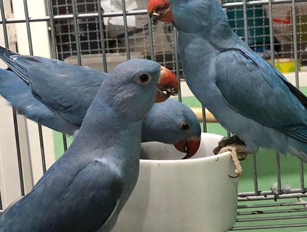 Parrot Variety of bird species