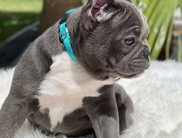 French Bulldog Adorable French Bulldog puppies