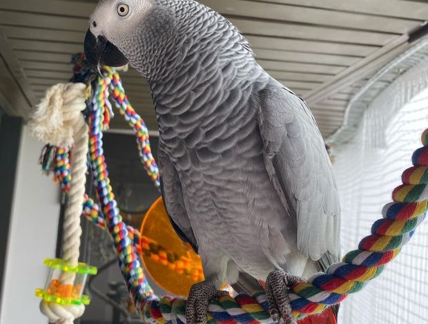 African Grey Parrot Two Young African Grey Parrots ready Now