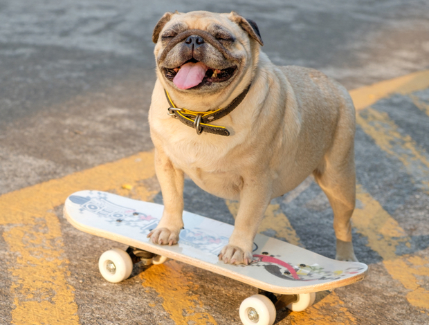 Pug Mini Pugs for Sale in Florida