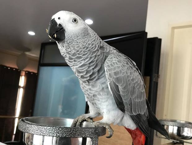 African Grey Parrot Adorable Female African Grey Parrots Ready Now