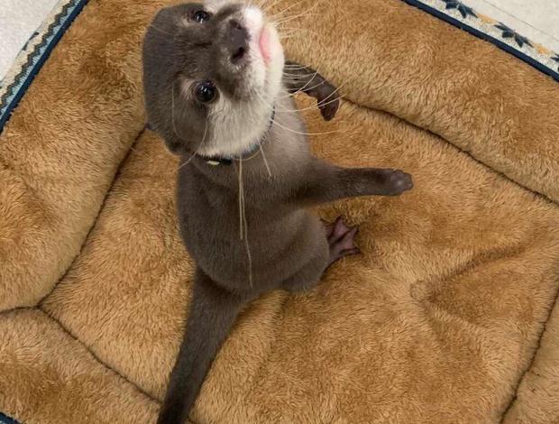 Otters Asian Small Clawed Otters