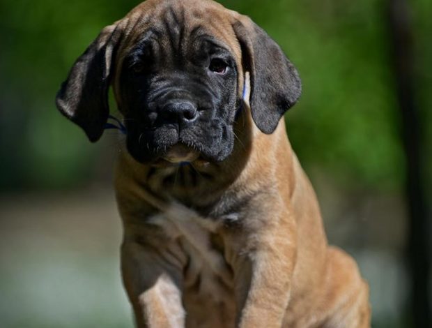 Cane Corso Cane Corso puppies