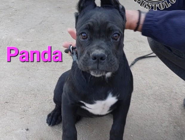 Cane Corso Cane Corso puppies