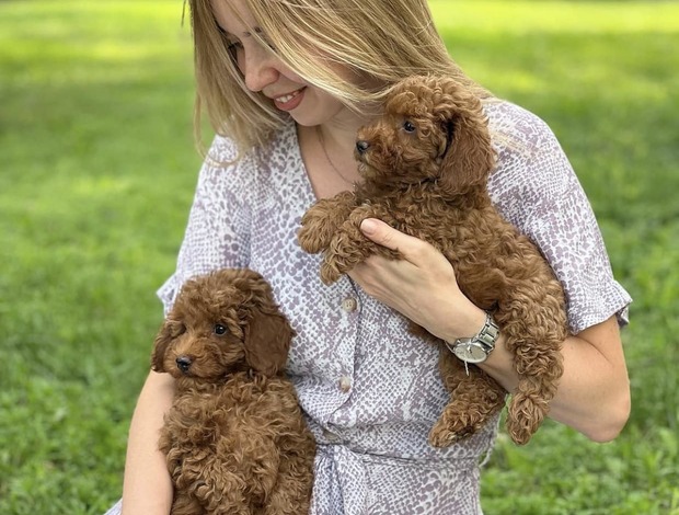 Maltese Maltipoo Puppies READY TO GO NOW