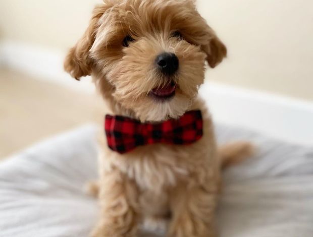 Poodle MALE and FEMALE TOY POODLE PUPPIES