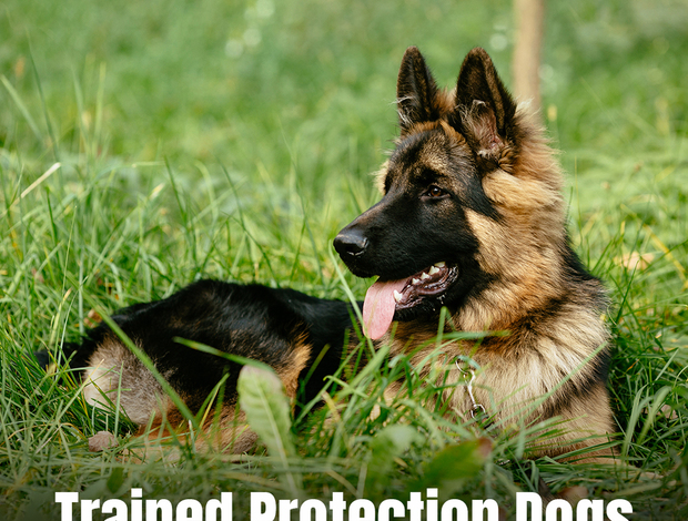 Belgian Shepherd Dog (Groenendael) Fully Trained Guard Dogs for Sale | Pinnacle Protection Dogs
