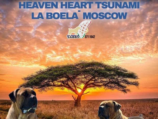 Boerboel South African Mastiff - Boerboel puppies